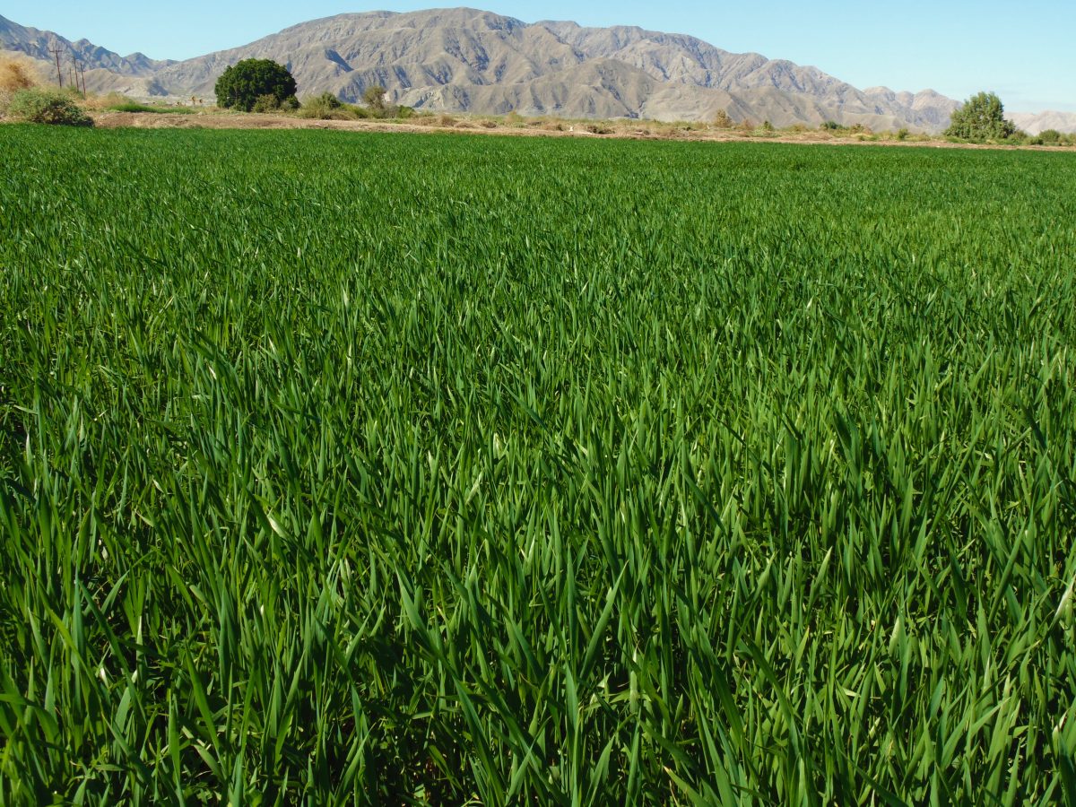 Avanza la expedición de permisos de siembra en el Valle de Mexicali