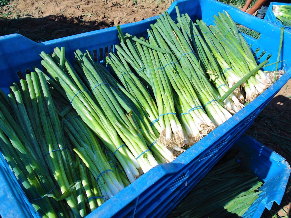 Sembradas más de 10 431 hectáreas con hortalizas en el Valle de